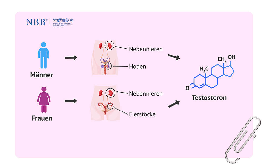 nbb-male-testosterone-basic-science.jpg