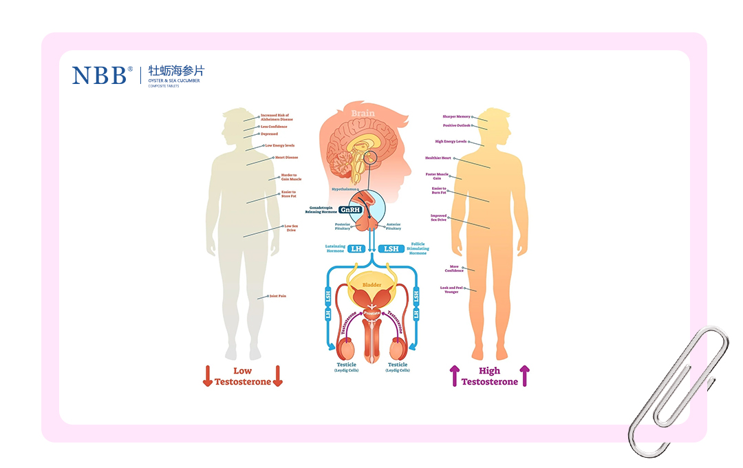 nbb-testosterone-body-function-infographic.jpg